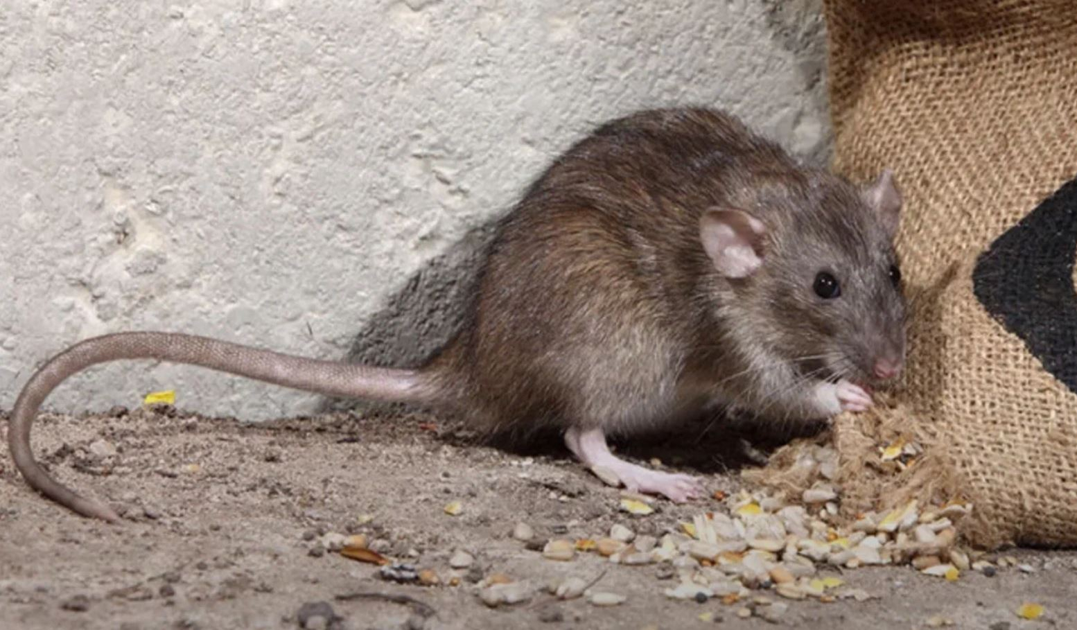 фото: Профессиональная дератизация в рабочем поселке Московской области Томилино: <br/>+7-909-173-42-96