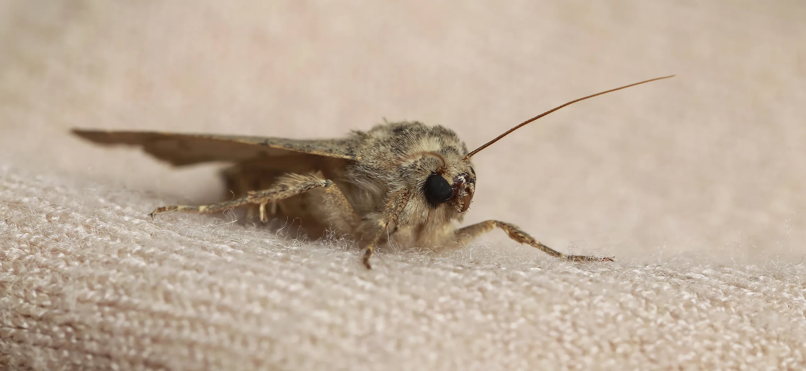 фото: Профессиональная обработка от моли в рабочем поселке Московской области Томилино: <br/>+7-909-173-42-96